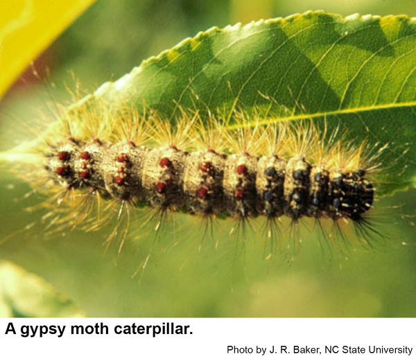 Thumbnail image for Gypsy Moth